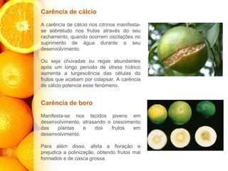 Carência de cálcio
A carência de cálcio nos citrinos manifesta-
se sobretudo nos frutos através do seu
rachamento, quando ocorrem oscilações no
suprimento de água durante o seu
desenvolvimento.
Ou seja chuvadas ou regas abundantes
após um longo período de stress hídrico
aumenta a turgescência das células do
frutos que acabam por colapsar. A carência
de cálcio potencia esse fenómeno.
Carência de boro
Manifesta-se nos tecidos jovens em
desenvolvimento, atrasando o crescimento
das plantas e dos frutos em
desenvolvimento.
Para além disso, afeta a floração e
prejudica a polinização, obtendo frutos mal
formados e de casca grossa.
 