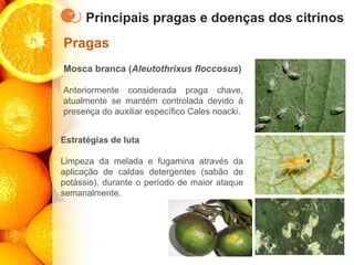 Principais pragas e doenças dos citrinos
Pragas
Mosca branca (Aleutothrixus floccosus)
Anteriormente considerada praga chave,
atualmente se mantém controlada devido à
presença do auxiliar específico Cales noacki.
Estratégias de luta
Limpeza da melada e fugamina através da
aplicação de caldas detergentes (sabão de
potássio), durante o período de maior ataque
semanalmente.
 
