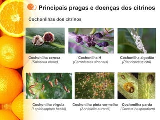 Principais pragas e doenças dos citrinos
Cochonilhas dos citrinos
Cochonilha cerosa Cochonilha H Cochonilha algodão
(Saissetia oleae) (Ceroplastes sinensis) (Planococcus citri)
Cochonilha vírgula Cochonilha pinta vermelha Cochonilha parda
(Lepidosaphes beckii) (Aonidiella aurantii) (Coccus hesperidium)
 