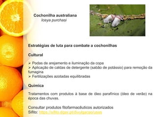 Cochonilha australiana
Iceya purchasi
Estratégias de luta para combate a cochonilhas
Cultural
➢ Podas de arejamento e iluminação da copa
➢ Aplicação de caldas de detergente (sabão de potássio) para remoção da
fumagina
➢ Fertilizações azotadas equilibradas
Química
Tratamentos com produtos à base de óleo parafínico (óleo de verão) na
época das chuvas.
Consultar produtos fitofarmacêuticos autorizados
Sifito: https://sifito.dgav.pt/divulgacao/usos
 