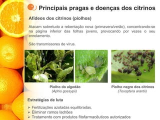 Principais pragas e doenças dos citrinos
Afídeos dos citrinos (piolhos)
Atacam sobretudo a rebentação nova (primavera/verão), concentrando-se
na página inferior das folhas jovens, provocando por vezes o seu
enrolamento.
São transmissores de vírus.
Piolho do algodão Piolho negro dos citrinos
(Aphis gossypii) (Toxoptera arantii)
Estratégias de luta
➢ Fertilizações azotadas equilibradas.
➢ Eliminar ramos ladrões
➢ Tratamento com produtos fitofarmacêuticos autorizados
 