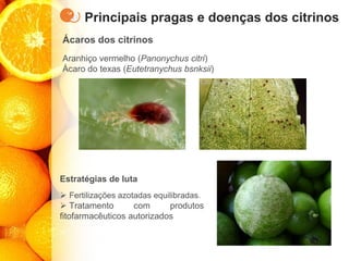 Principais pragas e doenças dos citrinos
Ácaros dos citrinos
Aranhiço vermelho (Panonychus citri)
Ácaro do texas (Eutetranychus bsnksii)
Estratégias de luta
➢ Fertilizações azotadas equilibradas.
➢ Tratamento com produtos
fitofarmacêuticos autorizados
 