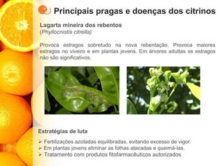 Principais pragas e doenças dos citrinos
Lagarta mineira dos rebentos
(Phyllocnistis citrella)
Provoca estragos sobretudo na nova rebentação. Provoca maiores
estragos no viveiro e em plantas jovens. Em árvores adultas os estragos
não são significativos.
Estratégias de luta
➢ Fertilizações azotadas equilibradas, evitando excesso de vigor.
➢ Em plantas jovens eliminar as folhas atacadas e queimá-las.
➢ Tratamento com produtos fitofarmacêuticos autorizados
 