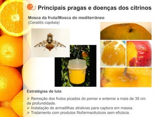 Principais pragas e doenças dos citrinos
Mosca da fruta/Mosca do mediterrâneo
(Ceratitis capitata)
Estratégias de luta
➢ Remoção dos frutos picados do pomar e enterrar a mais de 30 cm
de profundidade.
➢ Instalação de armadilhas atrativas para captura em massa.
➢ Tratamento com produtos fitofarmacêuticos sem eficácia.
 