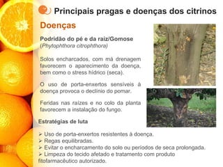 Principais pragas e doenças dos citrinos
Doenças
Podridão do pé e da raíz/Gomose
(Phytophthora citrophthora)
Solos encharcados, com má drenagem
favorecem o aparecimento da doença,
bem como o stress hídrico (seca).
O uso de porta-enxertos sensíveis à
doença provoca o declínio do pomar.
Feridas nas raízes e no colo da planta
favorecem a instalação do fungo.
Estratégias de luta
➢ Uso de porta-enxertos resistentes à doença.
➢ Regas equilibradas.
➢ Evitar o encharcamento do solo ou períodos de seca prolongada.
➢ Limpeza do tecido afetado e tratamento com produto
fitofarmacêutico autorizado.
 
