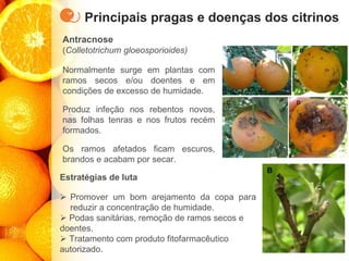 Principais pragas e doenças dos citrinos
Antracnose
(Colletotrichum gloeosporioides)
Normalmente surge em plantas com
ramos secos e/ou doentes e em
condições de excesso de humidade.
Produz infeção nos rebentos novos,
nas folhas tenras e nos frutos recém
formados.
Os ramos afetados ficam escuros,
brandos e acabam por secar.
Estratégias de luta
➢ Promover um bom arejamento da copa para
reduzir a concentração de humidade.
➢ Podas sanitárias, remoção de ramos secos e
doentes.
➢ Tratamento com produto fitofarmacêutico
autorizado.
 