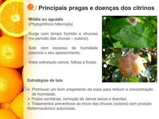 Principais pragas e doenças dos citrinos
Míldio ou aguado
(Phytophthora hibernalis)
Surge com tempo húmido e chuvoso
(no período das chuvas – outono).
Solo com excesso de humidade
potencia o seu aparecimento.
Afeta sobretudo ramos, folhas e frutos.
Estratégias de luta
➢ Promover um bom arejamento da copa para reduzir a concentração
de humidade.
➢ Podas sanitárias, remoção de ramos secos e doentes.
➢ Tratamentos preventivos ao início das chuvas (outono) com produto
fitofarmacêutico autorizado.
 