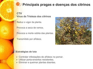 Principais pragas e doenças dos citrinos
CTV
Vírus da Tristeza dos citrinos
Reduz o vigor da planta.
Provoca a seca de ramos.
Provoca a morte súbita das plantas.
Transmitido por afídeos.
Estratégias de luta
➢ Controlar infestações de afídeos no pomar.
➢ Utilizar porta-enxertos resistentes.
➢ Eliminar e queimar plantas doentes.
 
