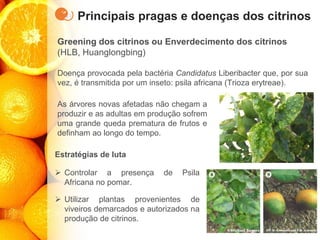 Principais pragas e doenças dos citrinos
Greening dos citrinos ou Enverdecimento dos citrinos
(HLB, Huanglongbing)
Doença provocada pela bactéria Candidatus Liberibacter que, por sua
vez, é transmitida por um inseto: psila africana (Trioza erytreae).
Estratégias de luta
➢ Controlar a presença de Psila
Africana no pomar.
➢ Utilizar plantas provenientes de
viveiros demarcados e autorizados na
produção de citrinos.
As árvores novas afetadas não chegam a
produzir e as adultas em produção sofrem
uma grande queda prematura de frutos e
definham ao longo do tempo.
 
