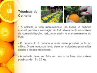 Técnicas de
Colheita
▪ A colheita é feita manualmente (na RAA). A colheita
manual permite a colocação do fruto diretamente nas caixas
de comercialização, reduzindo assim o manuseamento do
fruto.
▪ O pedúnculo é cortado o mais rente possível junto ao
cálice. O seu manuseamento deve ser cuidadoso para evitar
golpes e lesões mecânicas.
▪ A colheita deve ser feita em sacos de lona e/ou caixas
plásticas de 15 a 20 kg.
 