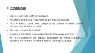  Introdução
 Espécie cultivada Triticum aestivum
 Autógama com baixa freqüência de polinização cruzada
 6 a 9 folhas, cada uma composta de bainha e lâmina foliar,
dispostas de forma alternada
 Sistema radicular fasciculado
 O colmo é cilíndrico e oco possuindo de seis a nove entrenós
 As flores aparecem em espigas compostas de várias espiguetas,
dispostas de forma alternada e opostas ao longo da ráquis
 