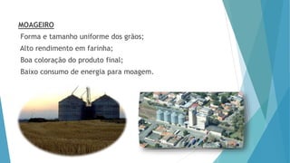 MOAGEIRO
Forma e tamanho uniforme dos grãos;
Alto rendimento em farinha;
Boa coloração do produto final;
Baixo consumo de energia para moagem.
 