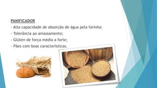 PANIFICADOR
- Alta capacidade de absorção de água pela farinha;
- Tolerância ao amassamento;
- Glúten de força média a forte;
- Pães com boas características.
 