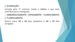  ELONGAÇÃO:
Iniciada pelo 1º entrenó, sendo o último o que mais
contribui para a elongação.
 EMBORRACHAMENTO – ESPIGAMENTO – FLORESCIMENTO
 FLORESCIMENTO:
Ocorre entre 50 e 60 dias (sequeiro) e 60 a 70 dias
(irrigado)
 