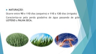  MATURAÇÃO:
Ocorre entre 90 e 110 dias (sequeiro) e 110 a 130 dias (irrigado)
Caracteriza-se pela perda gradativa de água passando de grão
LEITOSO a PALHA SECA.
 