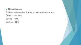  Florescimento
É a fase mais sensível à altas ou baixas temperaturas
Ótima – 18 a 24oC
Mínima – 10oC
Máxima – 32oC
 