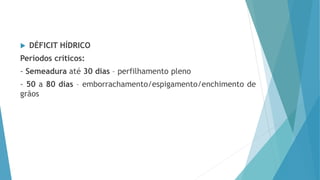  DÉFICIT HÍDRICO
Períodos críticos:
- Semeadura até 30 dias – perfilhamento pleno
- 50 a 80 dias – emborrachamento/espigamento/enchimento de
grãos
 