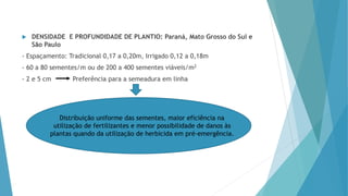  DENSIDADE E PROFUNDIDADE DE PLANTIO: Paraná, Mato Grosso do Sul e
São Paulo
- Espaçamento: Tradicional 0,17 a 0,20m, Irrigado 0,12 a 0,18m
- 60 a 80 sementes/m ou de 200 a 400 sementes viáveis/m2
- 2 e 5 cm Preferência para a semeadura em linha
Distribuição uniforme das sementes, maior eficiência na
utilização de fertilizantes e menor possibilidade de danos às
plantas quando da utilização de herbicida em pré-emergência.
 