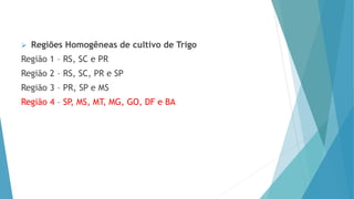  Regiões Homogêneas de cultivo de Trigo
Região 1 – RS, SC e PR
Região 2 – RS, SC, PR e SP
Região 3 – PR, SP e MS
Região 4 – SP, MS, MT, MG, GO, DF e BA
 