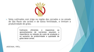  Solos cultivados com trigo na região dos cerrados e no estado
de São Paulo são ácidos e de baixa fertilidade, e limitam a
produtividade de grãos.
(KOCHIAN, 1993).
Cultivares eficientes e responsivos ao
aproveitamento de nutrientes assumem a
importância na redução do custo de produção e
no aumento da produtividade e qualidade de
grãos deste cereal.
 