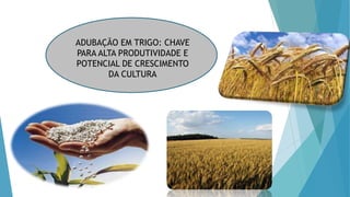 ADUBAÇÃO EM TRIGO: CHAVE
PARA ALTA PRODUTIVIDADE E
POTENCIAL DE CRESCIMENTO
DA CULTURA
 