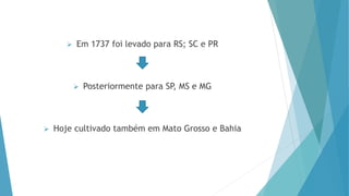  Em 1737 foi levado para RS; SC e PR
 Posteriormente para SP, MS e MG
 Hoje cultivado também em Mato Grosso e Bahia
 