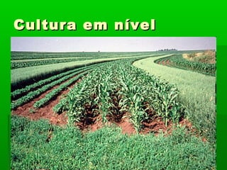 Cultura em nívelCultura em nível
 