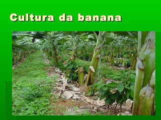 Cultura da bananaCultura da banana
 