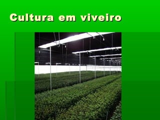 Cultura em viveiroCultura em viveiro
 
