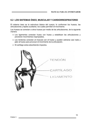 MANUAL PARA EL ENTRENADOR
98
Fútbol 1
6.2 LOS SISTEMAS ÓSEO, MUSCULAR Y CARDIORRESPIRATORIO
El sistema óseo es la estructura básica del cuerpo; lo conforman los huesos, las
articulaciones y tejidos auxiliares, los cuales permiten el movimiento.
Los huesos se conectan a otros huesos por medio de las articulaciones, de la siguiente
manera:
• Los ligamentos conectan hueso con hueso y estabilizan las articulaciones y
previenen movimientos inapropiados.
• Los tendones conectan al músculo con el hueso y pueden estirarse casi nada y
jalar al hueso para provocar el movimiento de la articulación.
• El cartílago actúa absorbiendo impactos.
 