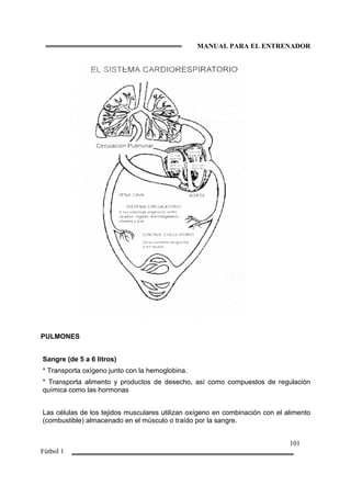 MANUAL PARA EL ENTRENADOR
101
Fútbol 1
PULMONES
Sangre (de 5 a 6 litros)
* Transporta oxígeno junto con la hemoglobina.
* Transporta alimento y productos de desecho, así como compuestos de regulación
química como las hormonas
Las células de los tejidos musculares utilizan oxígeno en combinación con el alimento
(combustible) almacenado en el músculo o traído por la sangre.
 