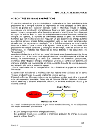 MANUAL PARA EL ENTRENADOR
102
Fútbol 1
6.3 LOS TRES SISTEMAS ENERGÉTICOS
El concepto más valioso que vincula la ciencia con la educación física y el deporte es la
producción de la energía humana. La importancia de este concepto se torna obvia
cuando se piensa que cualquier actividad física o intelectual, incluso el reposo,
necesitan de una contribución energética para llevarse a cabo y cuan versátil resulta el
cuerpo humano con respecto a los tipos de movimientos y actividades deportivas que
es capaz de realizar. Pero no todas las actividades necesitan de la misma cantidad de
energía, por ejemplo, el espectro de actividades abarca la gama de movimientos
humanos que van desde aquellos que requieren un gran desarrollo de energía durante
poco tiempo, como es el caso de los que practican salto, los que corren carreras cortas
de velocidad, los zagueros (running backs) en el fútbol americano y los robadores de
base en el béisbol, para nombrar sólo algunos, hasta aquellos que requieren una
producción de energía constante y prolongada en el tiempo, como es el caso de los
maratonistas, los triatletas, los nadadores de larga distancia y los esquiadores de
“cross-country”.
Aun dentro de la misma actividad los requerimientos de energía pueden cambiar de un
momento a otro. Si se toman como ejemplo deportes como el básquetbol, el fútbol, el
hockey, el softbol/béisbol y el tenis que combinan en diferentes proporciones,
demandas altas y bajas de energía, prolongadas y breves, se verá que un determinado
momento el atleta está manteniendo un ritmo constante de gasto de energía, pasando
un momento más tarde al estado de reposo.
¿Puede usted diferenciar en su especialidad deportiva entre los grupos de actividades
señaladas?
La contracción muscular es la manifestación mas notoria de la capacidad de los seres
vivos en producir trabajo mecánico empleando energía química.
Existen tres formas diferentes, a través de las cuales es posible suministrar energía al
músculo esquelético (estriado). Estas son: el Sistema ATP-PC (adenosin trifosfato–
fosfato creatina) o sistema anaeróbico aláctico, el sistema anaeróbico láctico y el
sistema aeróbico.
Grupos fosfato
Molécula de ATP
El ATP está constituido por una molécula de gran tamaño llamada adenosina y por tres componentes
más simples denominados grupos fosfatos.
- El ATP es la principal fuente energética humana.
- Los procesos metabólicos aeróbico y anaeróbico producen la energía necesaria
para la síntesis de ATP.
 