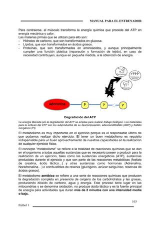 MANUAL PARA EL ENTRENADOR
103
Fútbol 1
Para contraerse, el músculo transforma la energía química que procede del ATP en
energía mecánica y calor.
Las materias primas que se utilizan para ello son:
- Hidratos de carbono, que son transformados en glucosa.
- Lípidos, que son transformados en ácidos grasos.
- Proteínas, que son transformadas en aminoácidos, y aunque principalmente
cumplen una función plástica (reparación y formación de tejido), en caso de
necesidad contribuyen, aunque en pequeña medida, a la obtención de energía.
Degradación del ATP
La energía liberada por la degradación del ATP se emplea para realizar trabajo biológico. Los materiales
para la síntesis del ATP son los subproductos de su descomposición, adenosindifosfato (ADP) y fosfato
inorgánico (Pi).
El metabolismo es muy importante en el ejercicio porque es el responsable último de
que podamos realizar dicho ejercicio. El tener un buen metabolismo es requisito
indispensable para un buen aprovechamiento de nuestras capacidades en la realización
de cualquier ejercicio físico.
El concepto "metabolismo" se refiere a la totalidad de reacciones químicas que se dan
en el organismo a todas aquellas sustancias que es necesario poseer o producir para la
realización de un ejercicio, tales como las sustancias energéticas (ATP), sustancias
producidas durante el ejercicio y que son parte de las reacciones metabólicas (fosfato
de creatina, ácido láctico…) y otras sustancias como hormonas (Adrenalina,
Noradrenalina…) o combustibles de reserva (glucógeno, azúcar sanguíneo, reservas de
ácidos grasos).
El metabolismo aeróbico se refiere a una serie de reacciones químicas que producen
la degradación completa en presencia de oxígeno de los carbohidratos y las grasas,
produciendo dióxido de carbono, agua y energía. Este proceso tiene lugar en las
mitocondrias y se denomina oxidación, no produce ácido láctico y es la fuente principal
de energía para actividades que duran más de 2 minutos con una intensidad media
o baja.
 