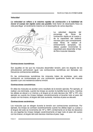 MANUAL PARA EL ENTRENADOR
57Fútbol 2
Velocidad
La velocidad se refiere a la máxima rapidez de contracción o la habilidad de
mover el cuerpo tan rápido como sea posible. Este factor de desempeño físico es
vital para llegar al rendimiento máximo en el desempeño de varios deportes.
Contracciones isométricas.
Son aquellas en las que los músculos desarrollan tensión, pero los ángulos de las
articulaciones permanecen igual. Las contracciones isométricas son llamadas con
frecuencia contracciones estáticas.
En las contracciones isométricas los músculos tratan de acortarse, pero esta
contracción es contrarrestada por una contracción igualmente fuerte del músculo
opuesto o por una resistencia externa inmóvil.
Contracciones concéntricas.
En ellas los músculos se acortan como resultado de la tensión ejercida. Por ejemplo, al
realizar una dominada, cuando los bíceps se acortan la barbilla toca la barra, mientras
los atletas se elevan a sí mismos y el ángulo en el codo decrece (de 180º a 15º); otro
ejemplo es cuando los tríceps trabajan concéntricamente al levantar todo el peso del
cuerpo con los brazos, el ángulo del codo aumenta, mientras el peso es elevado.
Contracciones excéntricas.
Los músculos que se alargan durante la tensión son contracciones excéntricas. Por
ejemplo, los bíceps se contraen excéntricamente cuando los atletas bajan su cuerpo y
el ángulo del codo se incrementa (de 15º a 180º); similarmente en la fase de descanso
de una lagartija los tríceps trabajan excéntricamente al bajar todo el peso del cuerpo
con los brazos, el ángulo del codo decrece mientras el peso baja.
La velocidad depende del
porcentaje de fibras de
contracción rápida en el cuerpo y
de la capacidad del sistema
nervioso para usar correctamente
estas fibras. Al realizar el
entrenamiento apropiado, los
atletas pueden incrementar la
capacidad para desarrollar el tipo
de fibra muscular deseada.
 