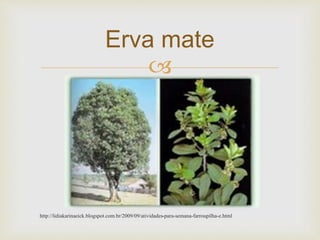 Erva mate 
 
http://lidiakarinaeick.blogspot.com.br/2009/09/atividades-para-semana-farroupilha-e.html 
 