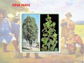 ERVA MATE 
 