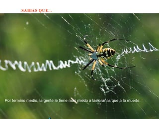 Por termino medio, la gente le tiene más miedo a las arañas que a la muerte.  
