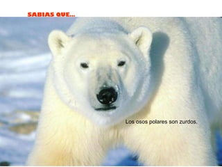 Los osos polares son zurdos.  