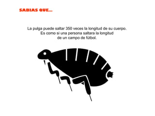 La pulga puede saltar 350 veces la longitud de su cuerpo.  Es como si una persona saltara la longitud  de un campo de fútbol.  