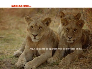 Algunos leones se aparean mas de 50 veces al día. 