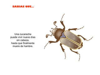 Una cucaracha  puede vivir nueve días  sin cabeza,  hasta que finalmente  muere de hambre.  