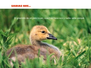 El graznido de un pato (cuac, cuac) no hace eco y nadie sabe porqué.  