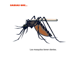 Los mosquitos tienen dientes.  