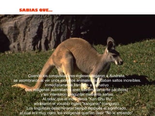 Cuando los conquistadores ingleses llegaron a Australia,  se asombraron al ver unos extraños animales que daban saltos increíbles. Inmediatamente llamaron a un nativo  (los indígenas australianos eran extremadamente pacíficos)  y les intentaron preguntar mediante señas. Al notar que el indio decía "Kan Ghu Ru"  adoptaron el vocablo ingles "kangaroo" (canguro).  Los lingüistas determinaron tiempo después el significado,  el cual era muy claro, los indígenas querían decir "No le entiendo".  