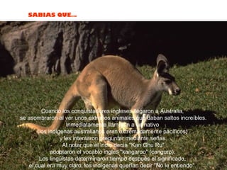 SABIAS QUE…




         Cuando los conquistadores ingleses llegaron a Australia,
se asombraron al ver unos extraños animales que daban saltos increíbles.
                    Inmediatamente llamaron a un nativo
       (los indígenas australianos eran extremadamente pacíficos)
                 y les intentaron preguntar mediante señas.
                  Al notar que el indio decía "Kan Ghu Ru"
             adoptaron el vocablo ingles "kangaroo" (canguro).
        Los lingüistas determinaron tiempo después el significado,
   el cual era muy claro, los indígenas querían decir "No le entiendo".
 