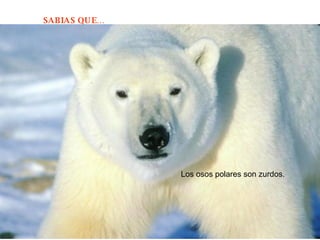 Los osos polares son zurdos.  