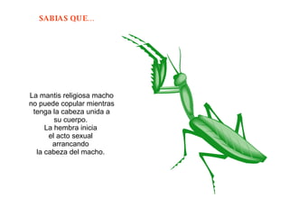 La mantis religiosa macho no puede copular mientras tenga la cabeza unida a su cuerpo.  La hembra inicia  el acto sexual  arrancando  la cabeza del macho.  
