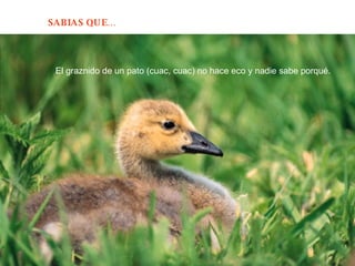 El graznido de un pato (cuac, cuac) no hace eco y nadie sabe porqué.  