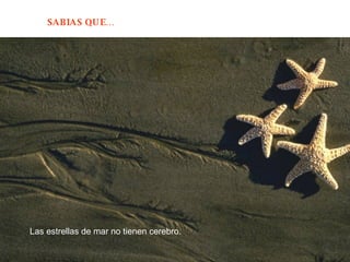 Las estrellas de mar no tienen cerebro. 