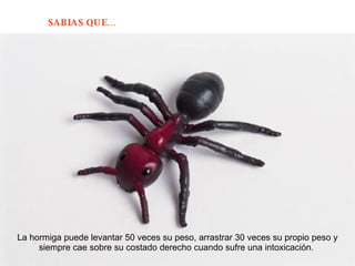 La hormiga puede levantar 50 veces su peso, arrastrar 30 veces su propio peso y siempre cae sobre su costado derecho cuando sufre una intoxicación.  